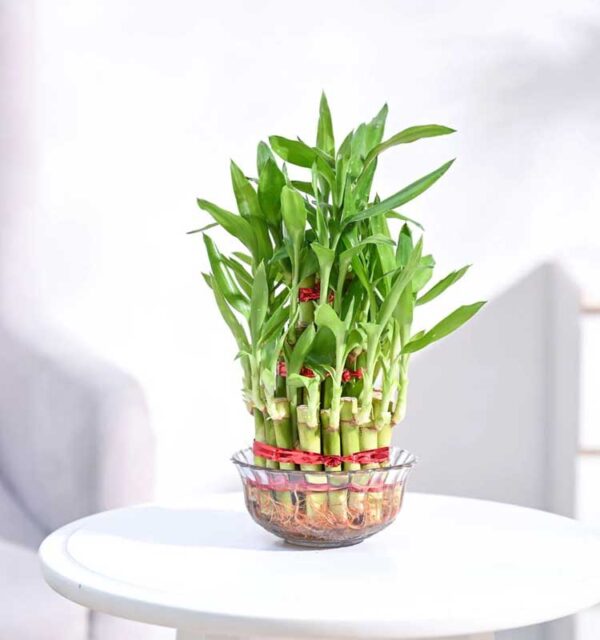 Layered Bamboo Plant