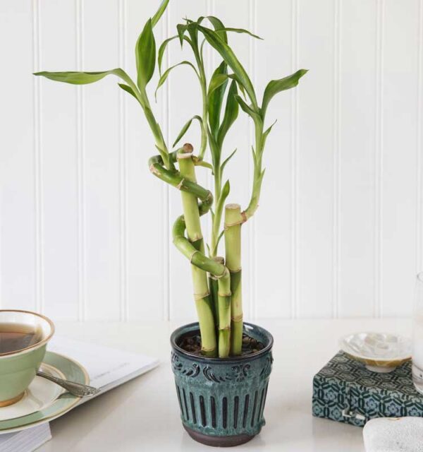 Bamboo With Vase