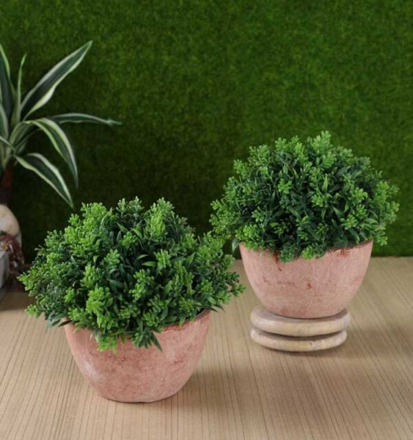 Natural Green Indoor Plant