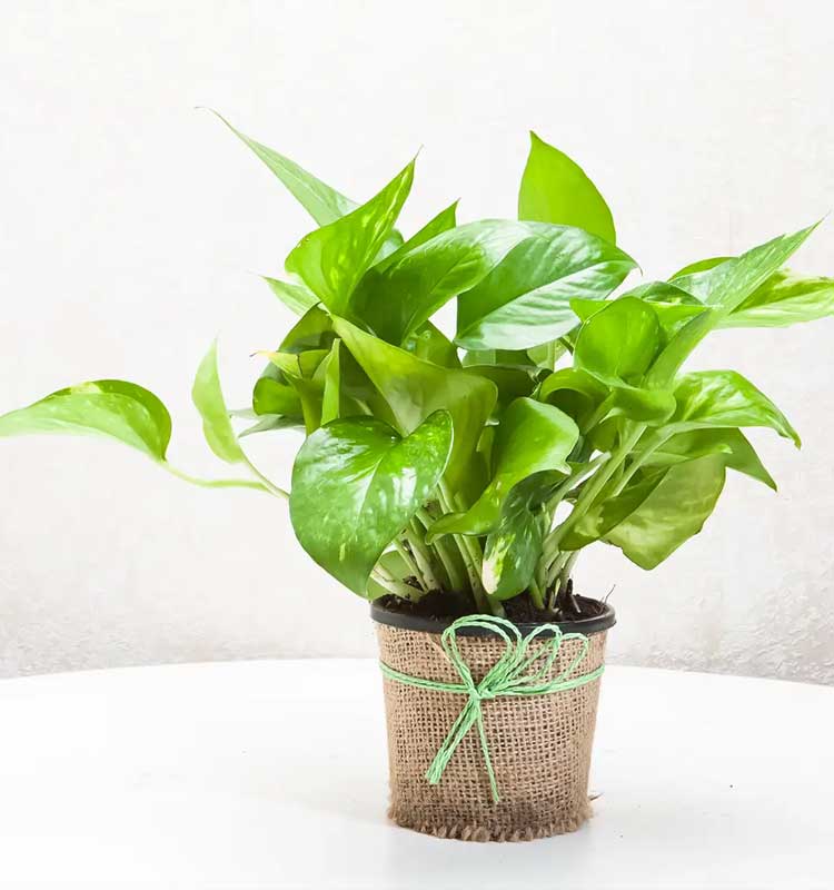 Money Plant