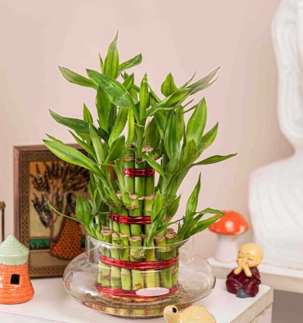 Three Layered Bamboo Plant