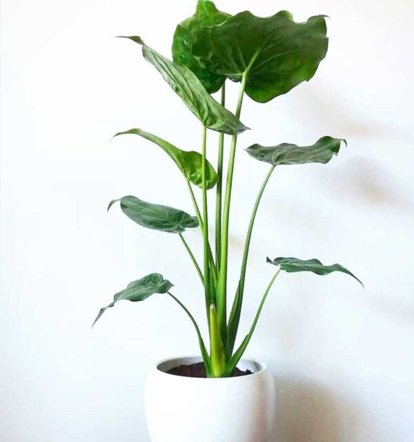 Alocasia Cucullata