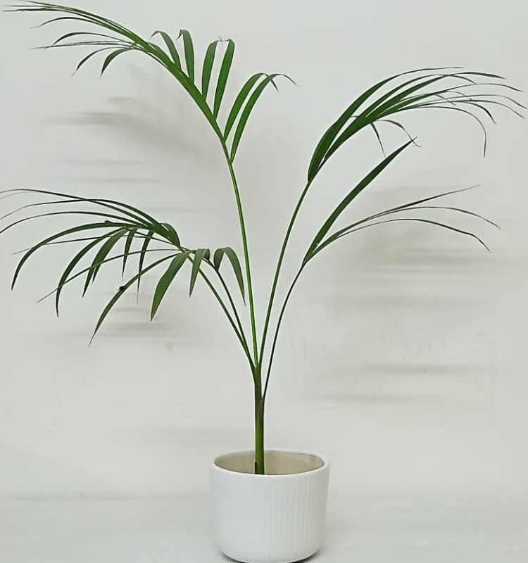 Areca Palm 291224