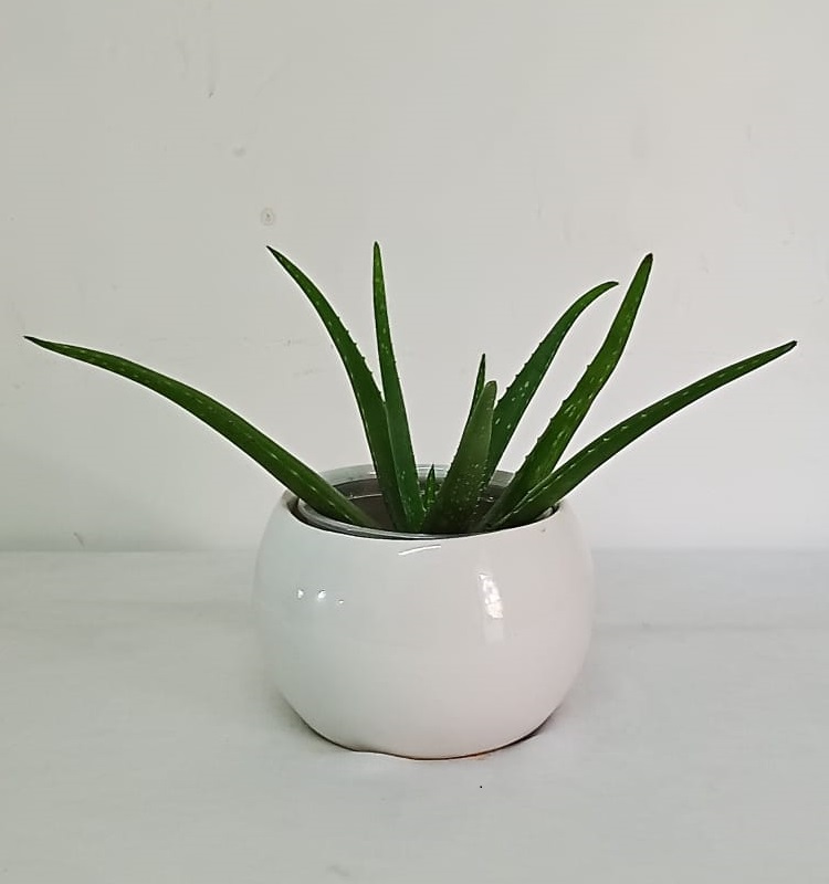 Aloe Vera 311224