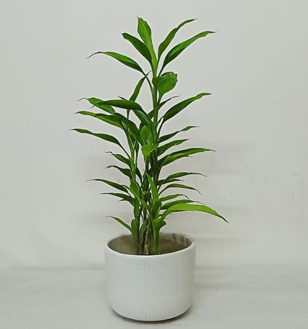 Lucky Bamboo 301224