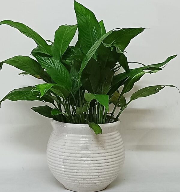 Peace Lily 281224