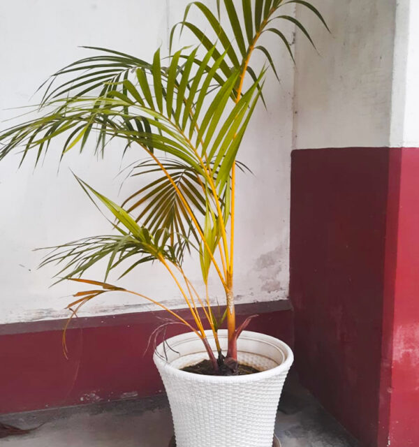 Areca Palm 0001