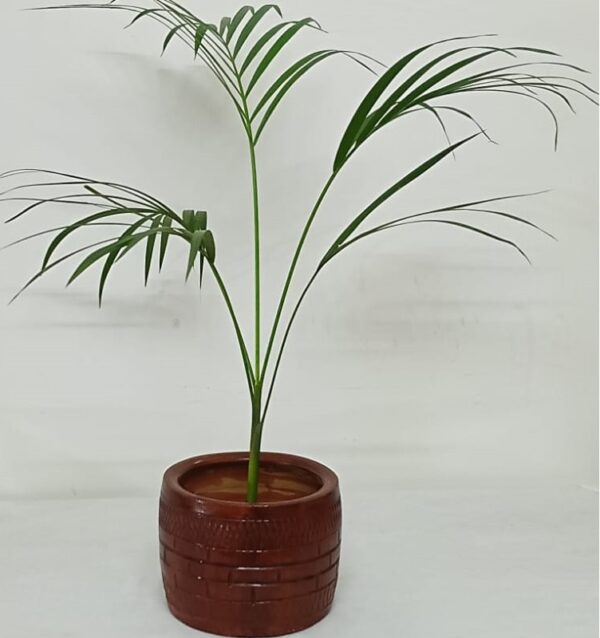 Areca Palm 010125